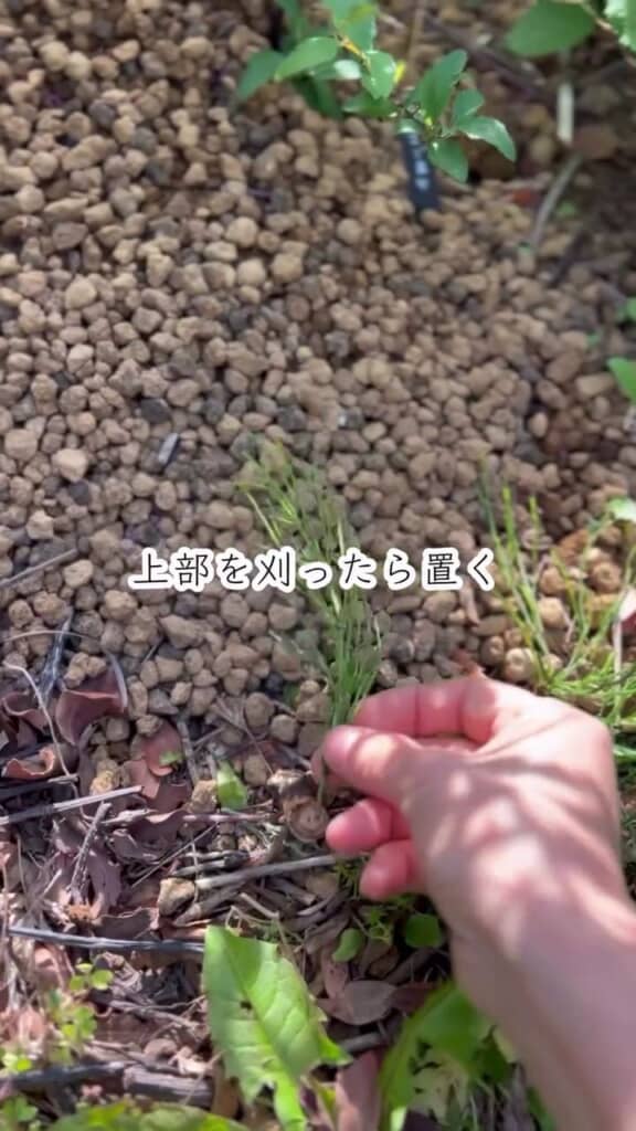 切除した地上部を地面に置く様子