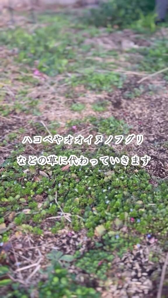 スギナが生えていた場所に出現したハコベやオオイヌノフグリ