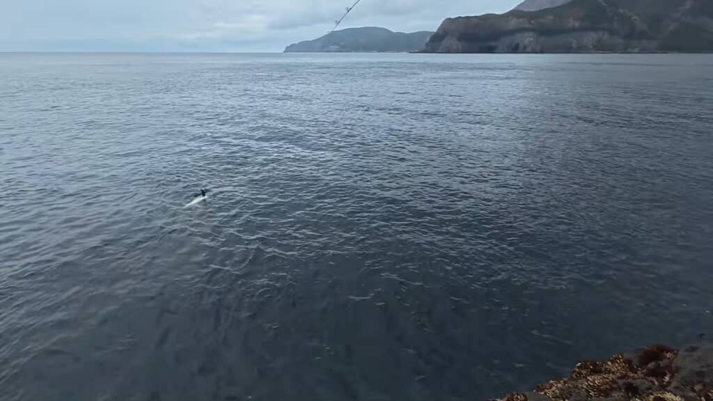 海面から出てきた大きな背ビレ