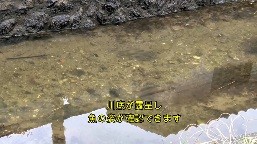 川底には魚の姿が