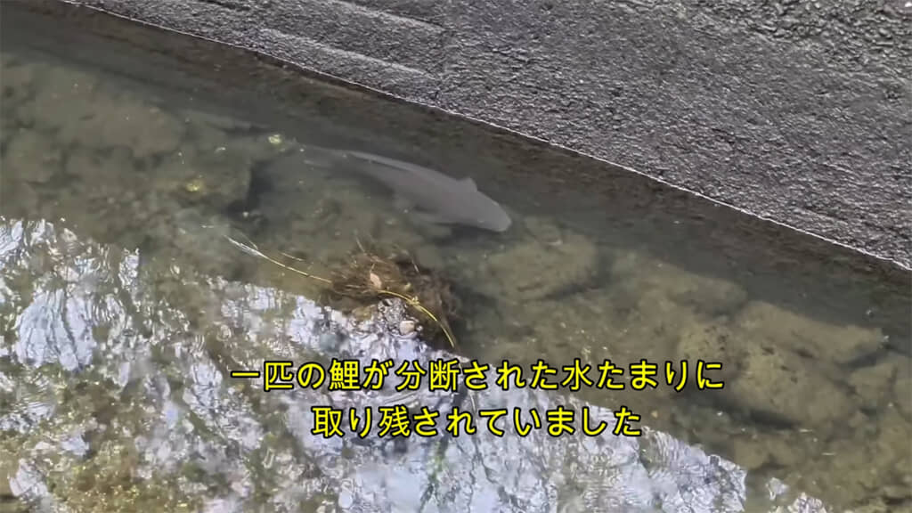 水たまりにコイが取り残されていました