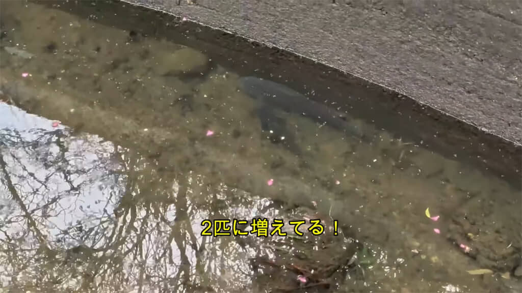 小さいコイが増えていました