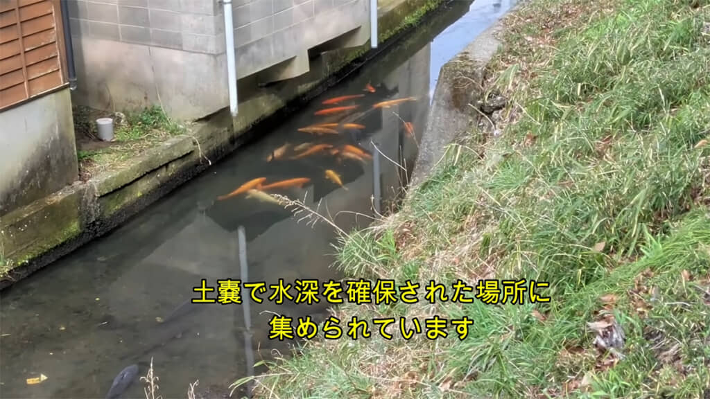 多くのコイは一箇所に集められていました