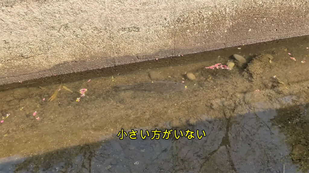 2匹とも無事でした