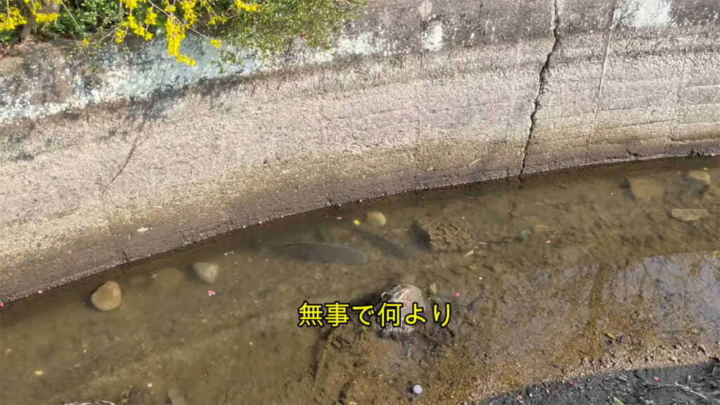 周囲が干上がってきてしまいました