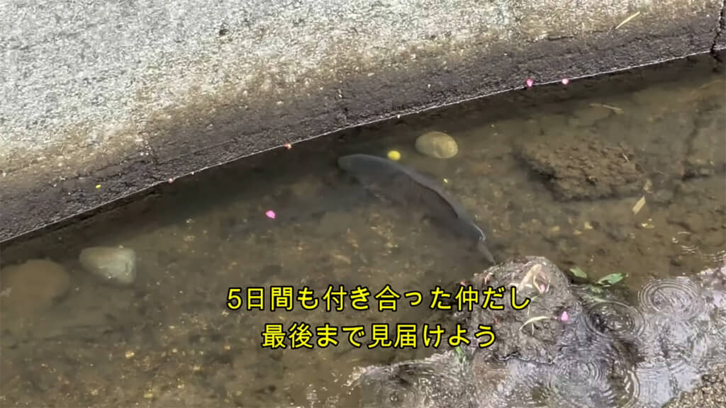 通水の時を待ちます