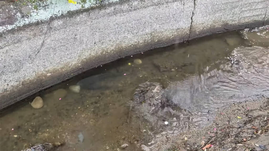 2匹のコイは水の中へと消えていきました