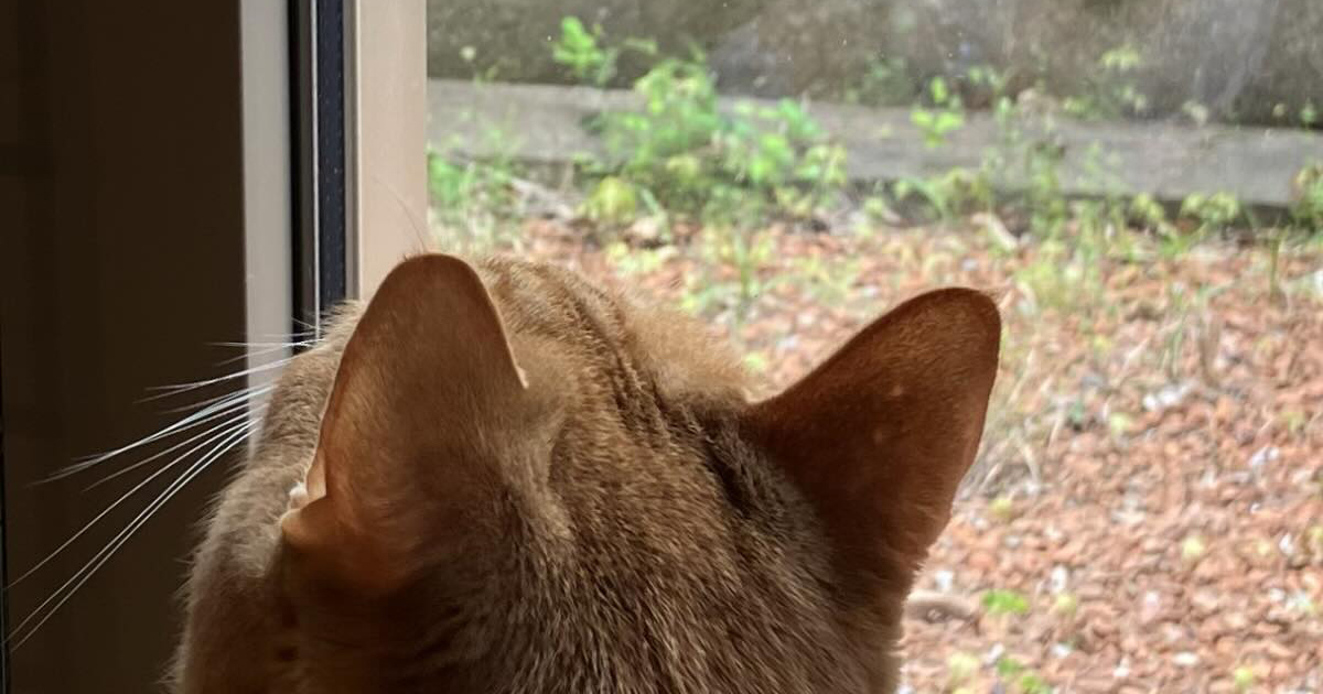 窓を見つめる愛猫→視線の先には……「なんですかこれ」　“まさかの生き物”が280万表示「おおぉぉー」「初めて見ました！」（1/2） | その他生き物 ねとらぼ