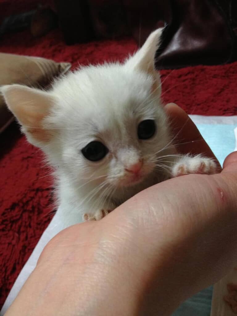 お迎え当初、か弱かったうにくん