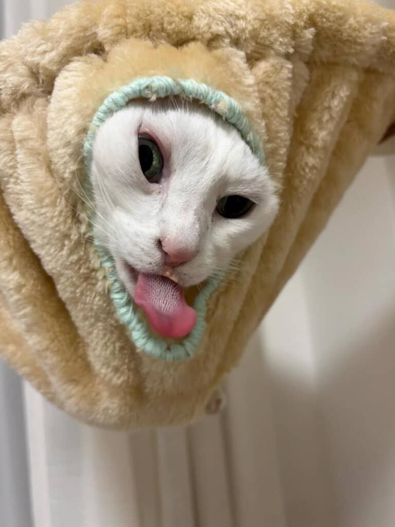 “モンスター猫”に大成長!?