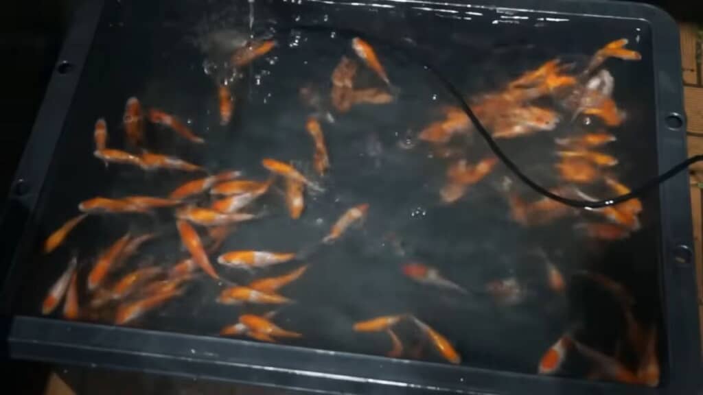 購入して間もない頃の小さなニシキゴイ