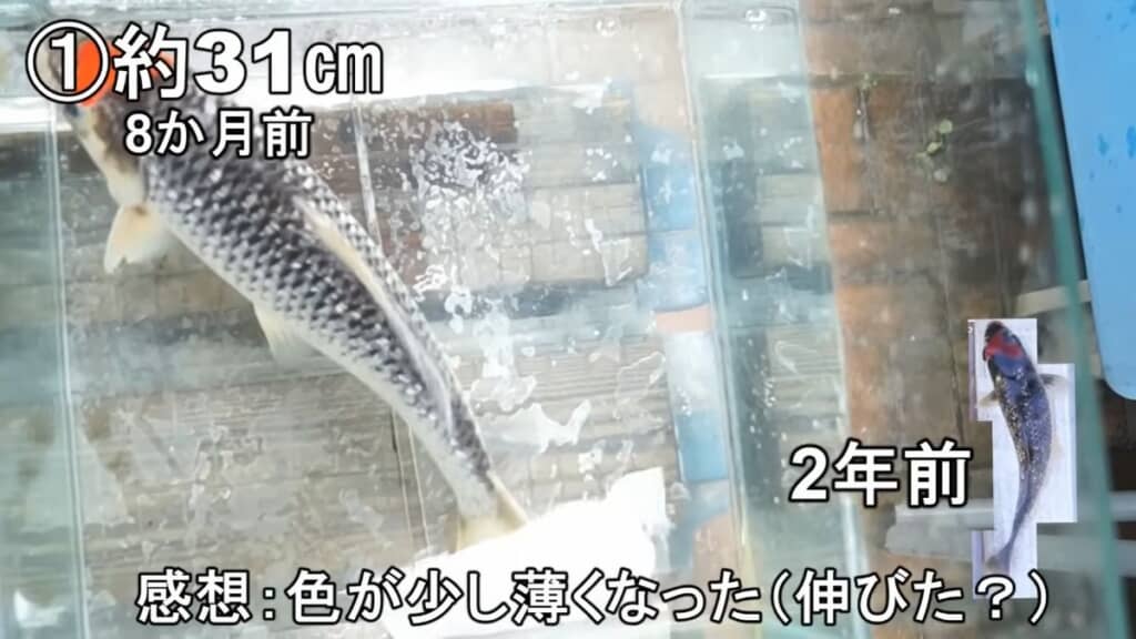 2年前と8カ月前に撮影した赤と黒の模様が入っているニシキゴイ