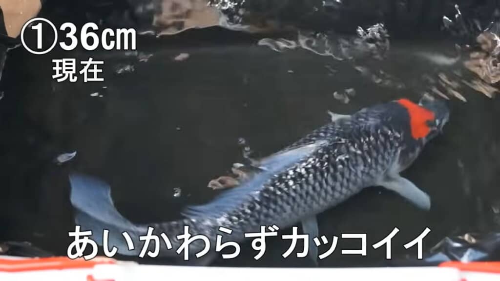 2年が経過した赤と黒の模様が入っているニシキゴイ