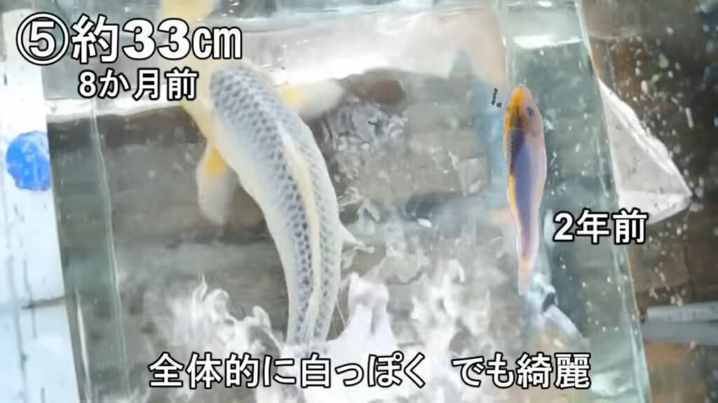 2年前と8カ月前に撮影した頭が黄色く、胴体が黒みがかった銀色のニシキゴイ