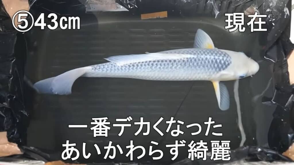 2年が経過した全体的に白いニシキゴイ