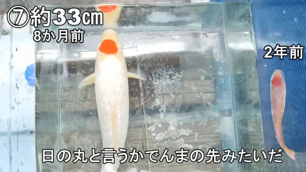 2年前と8カ月前に撮影した頭頂部が日の丸模様なニシキゴイ