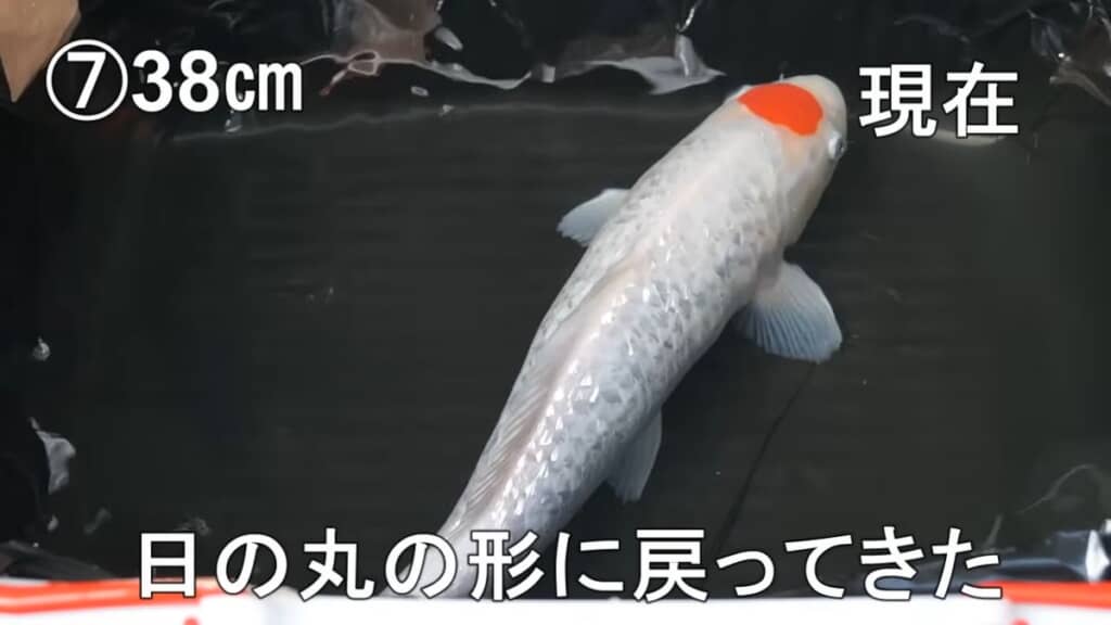 2年が経過し頭頂部の赤い部分が再び丸くなってきたニシキゴイ