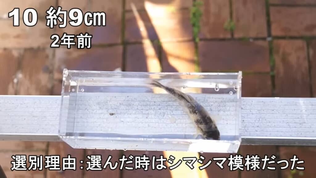 2年前に撮影した黒と銀のしま模様があるニシキゴイ