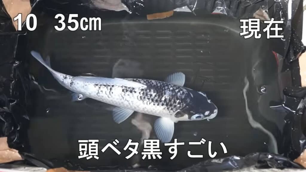 2年が経過し体の黒色が復活したニシキゴイ