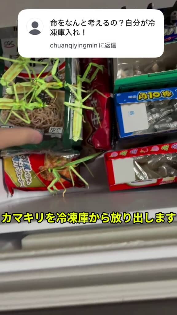 冷凍室に入っている何匹ものカマキリ