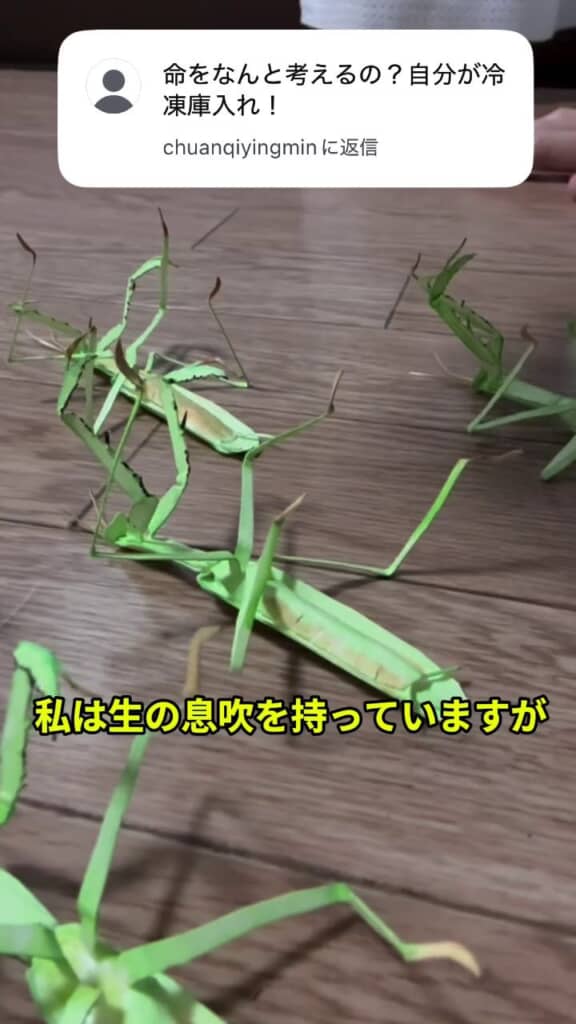 あお向けになって動かないカマキリ