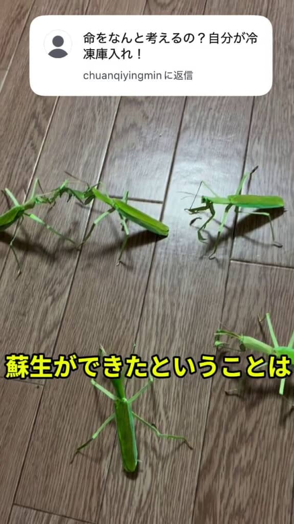 蘇生されて動き出したカマキリ