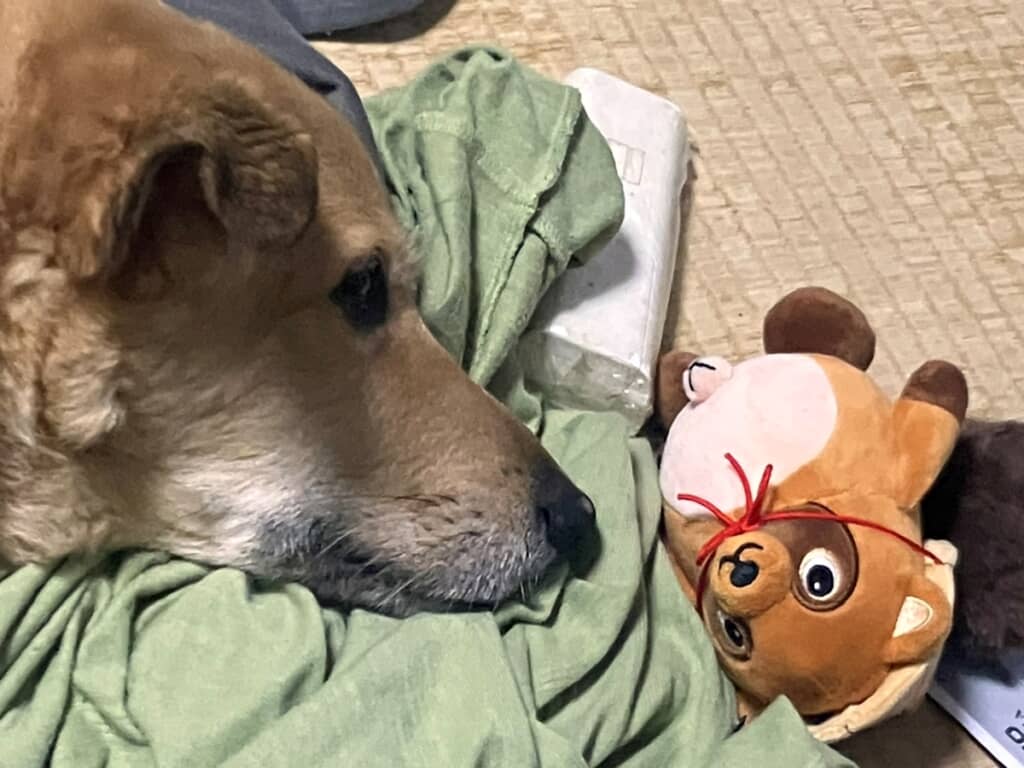 たぬきと見つめ合うてんくん