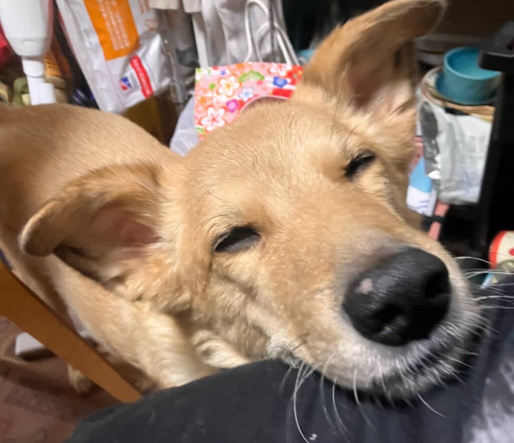 かわいいアピールをするてんくんですが、無視するとどついてくるそうです