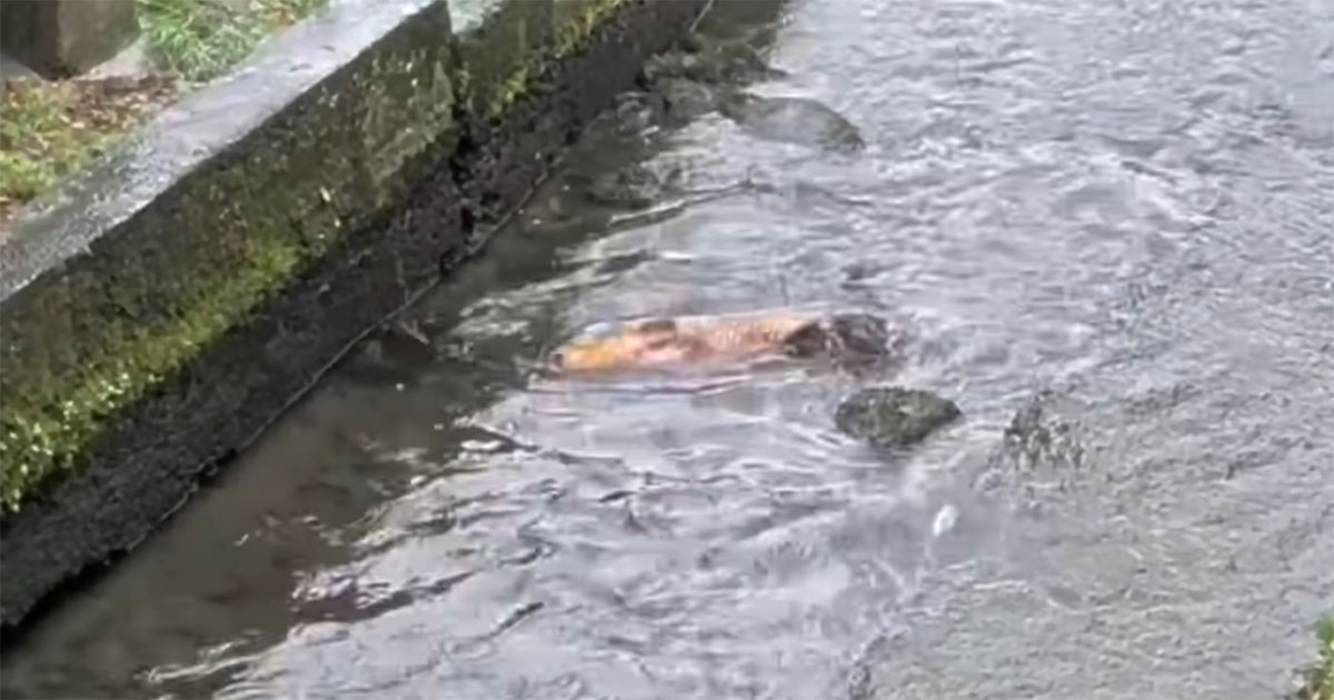 水たまりに取り残された“大きなコイ”→毎日見守り続けたら…… 4日後の結末に「感動した」「人の温かみを感じました」(1/3) | その他生き物 ねとらぼ
