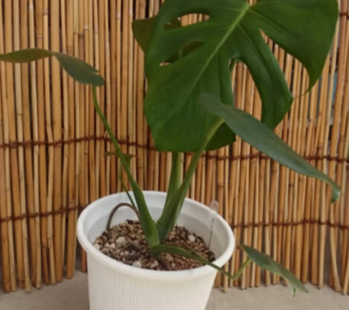ダイソーの植物を10年育ててみたら……　まるで“ジャングル”な部屋に「圧巻」「感動しました！」（1/3） | その他生き物 ねとらぼ