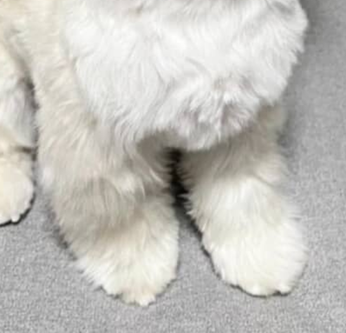 友人に「自分のことを人間だと思っている」と言われた犬→納得の姿が143万表示　「立派なニンゲンだよ」「種族を超えた愛」（1/3） | 犬 ねとらぼ
