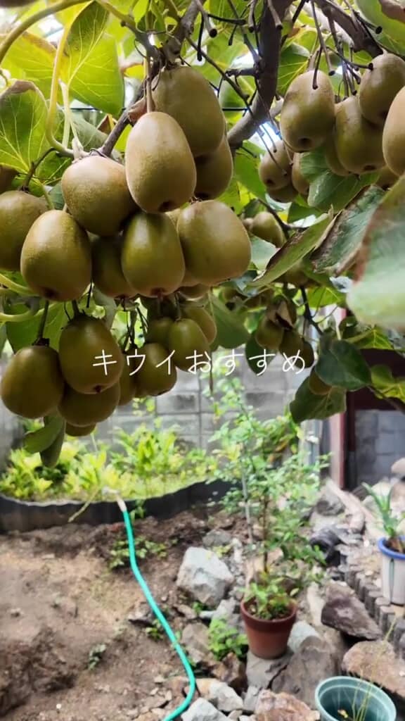 「庭で果樹をやるならキウイがおすすめ」