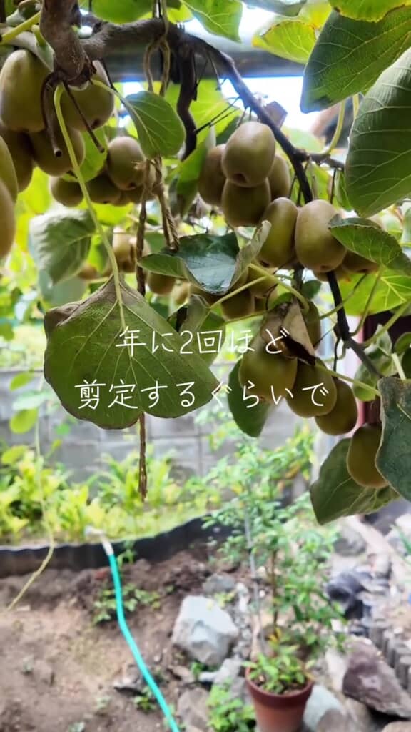 見上げるとたくさんのキウイが