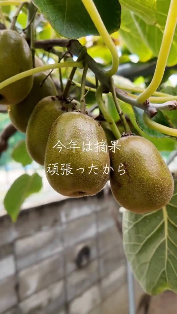 立派な果実