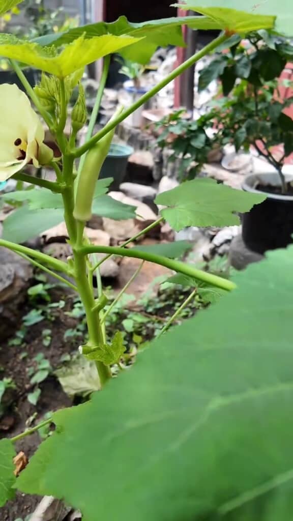 白オクラも栽培
