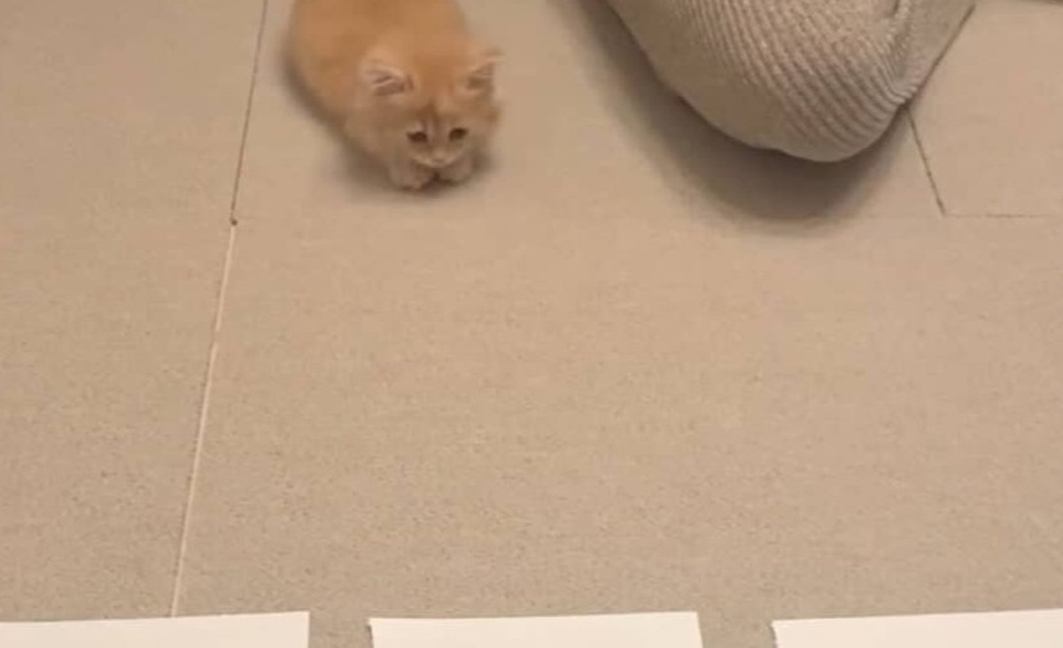 新入り子猫に“3つの名前”から選ばせたら……　112万再生された姿に「即決www」「やあぁあんかわいいぃ!!!!」（1/3） | 猫 ねとらぼ