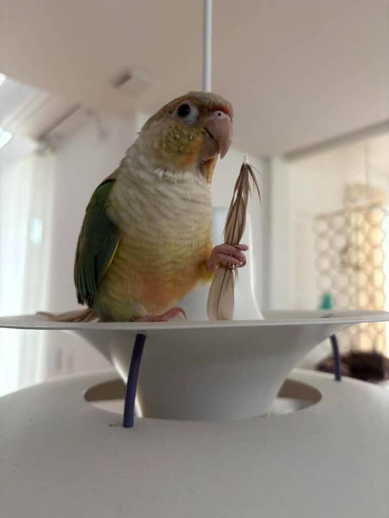 インコのモグくん