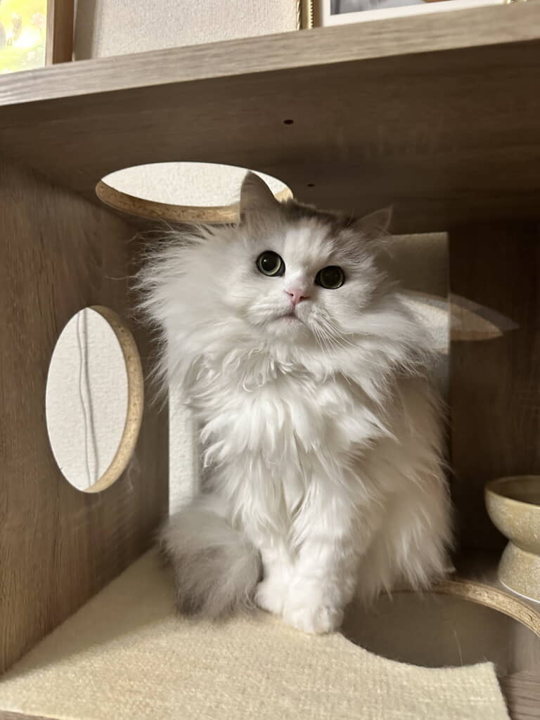 ドヤ顔がかわいすぎる