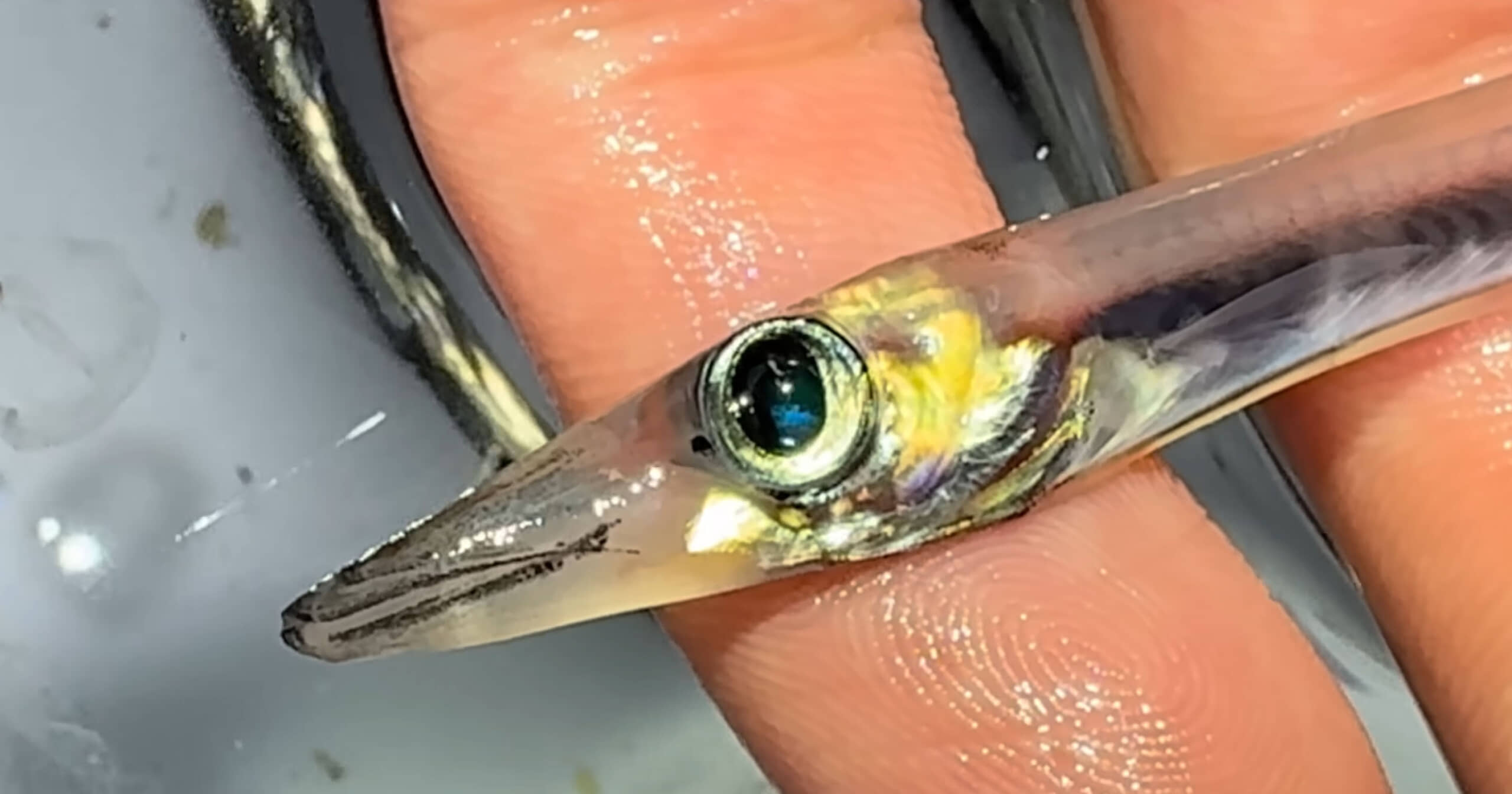 静岡の浜辺を歩いていると…… 遭遇した“幻の生き物たち”に「珍しいですね!」「見てて飽きない」(1/3) | その他生き物 ねとらぼ