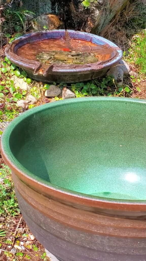 奥の鉢から手前の鉢へお引っ越し