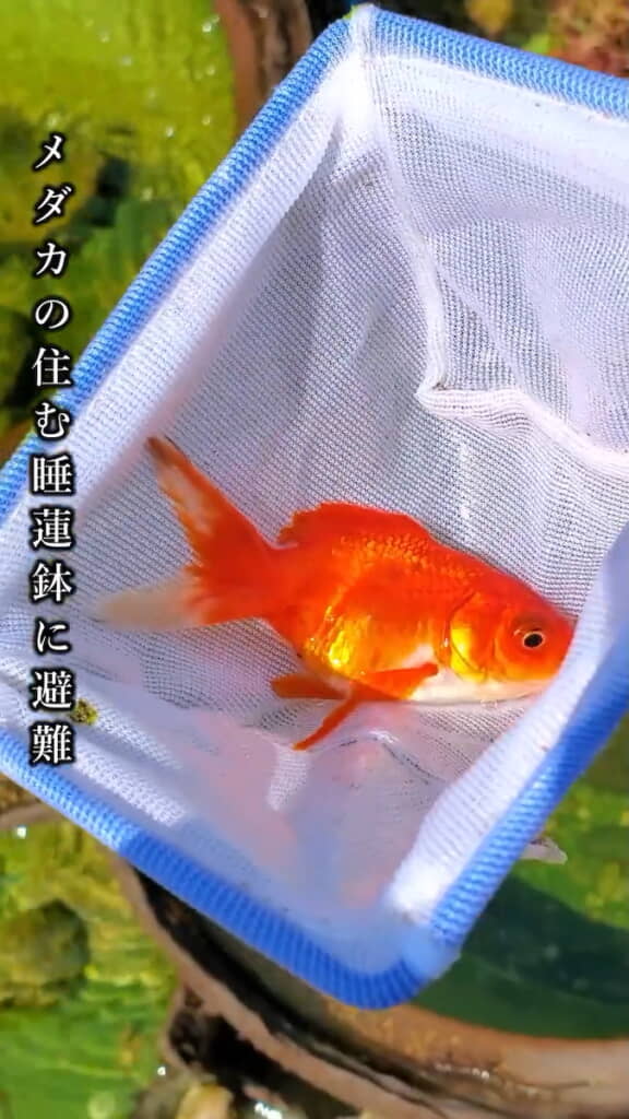 金魚をいったんメダカの睡蓮鉢へ