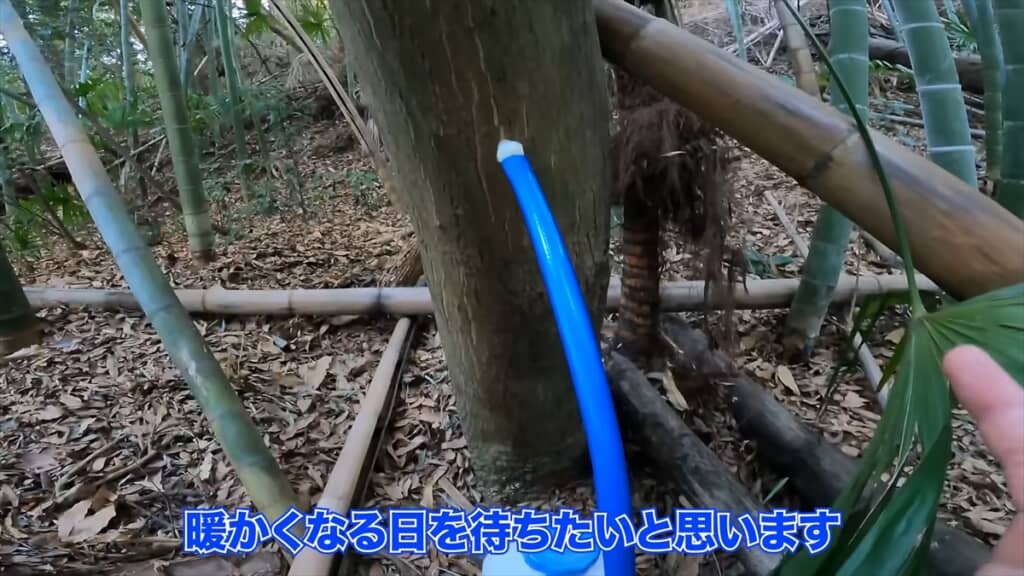 木の樹液からシロップを作る