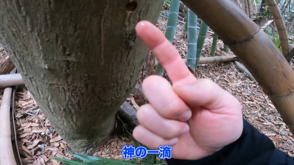 木の樹液からシロップを作る