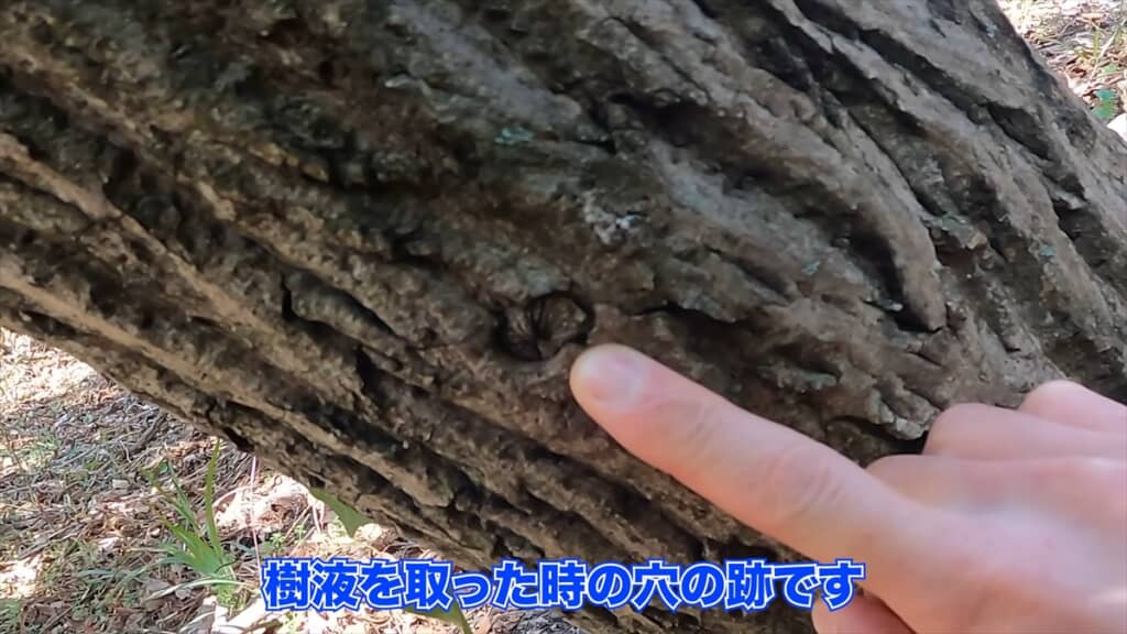 木の樹液からシロップを作る