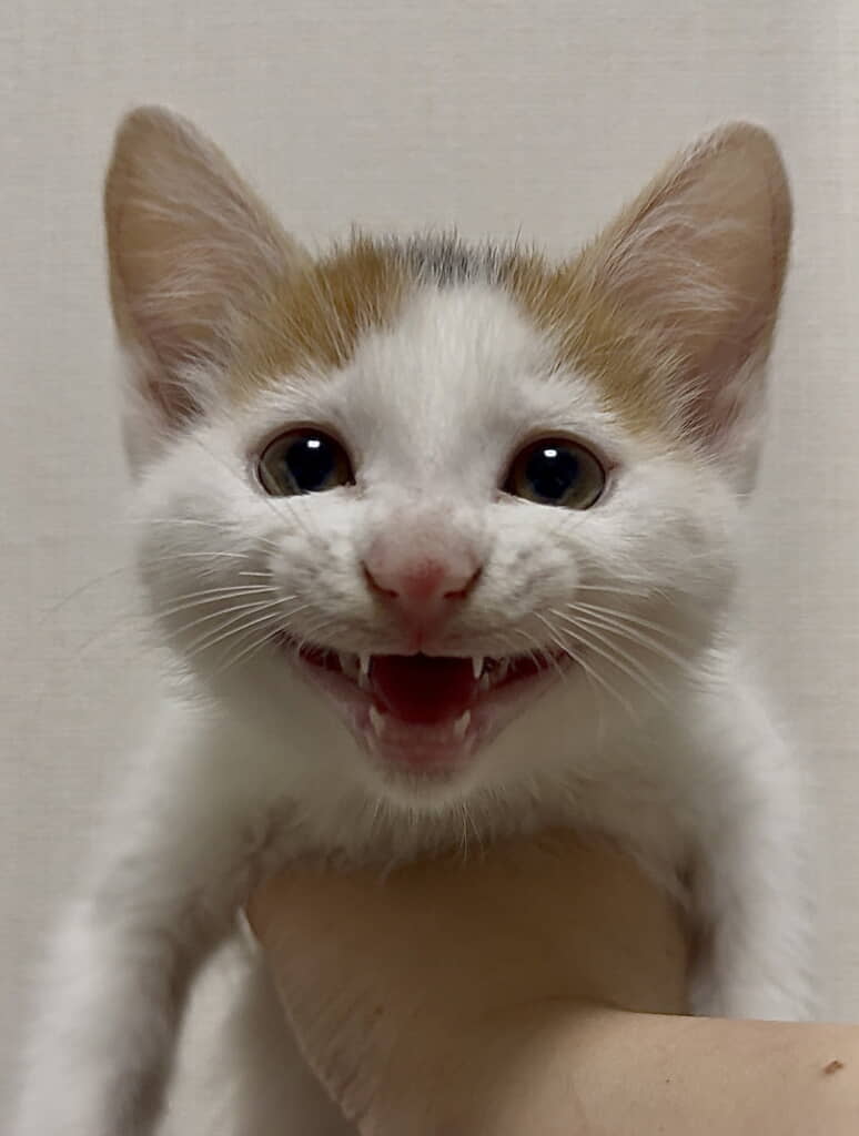 笑顔がすてきな「おこわ」ちゃん、生後2カ月のころです