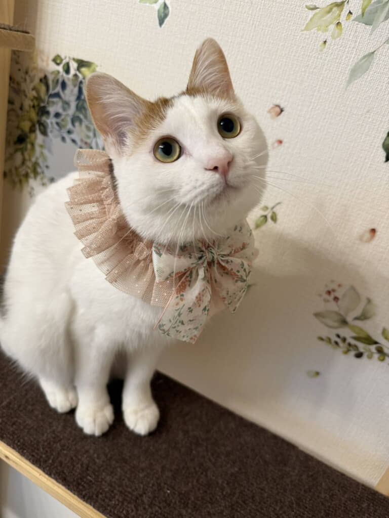 かわいすぎる美女に成長したおこわちゃん
