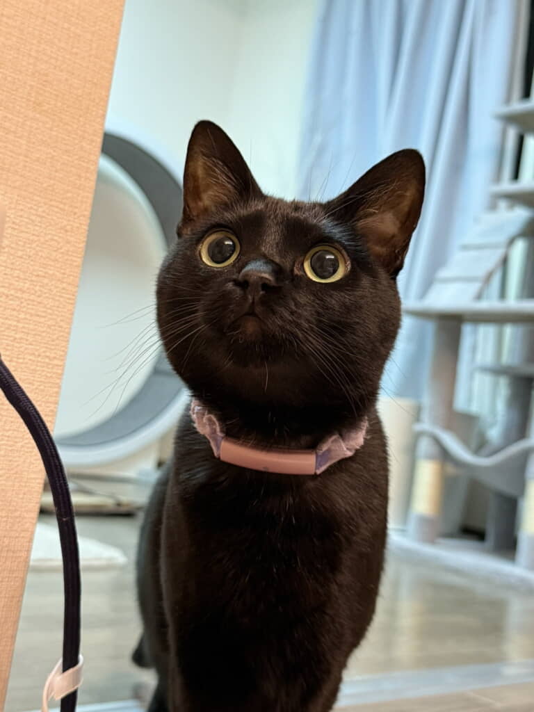 くりくりおめめでおやつのおねだりをする「おはぎ」ちゃん