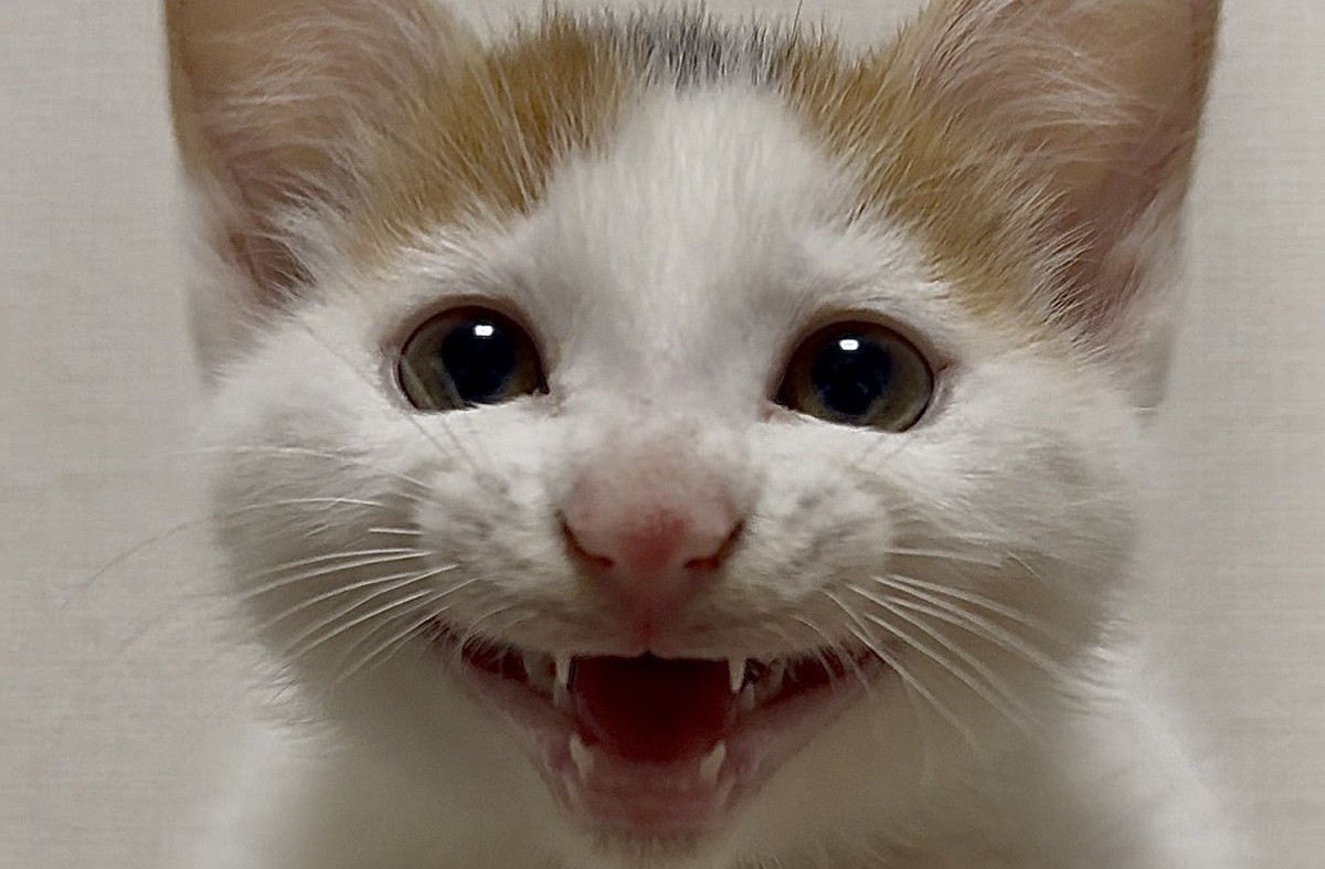 笑顔ハジケる赤ちゃん子猫 “成長後の姿”にひっくり返る人続出「辻ちゃんの娘ちゃんみたい!」「びっくりした」(1/3) | 猫 ねとらぼ