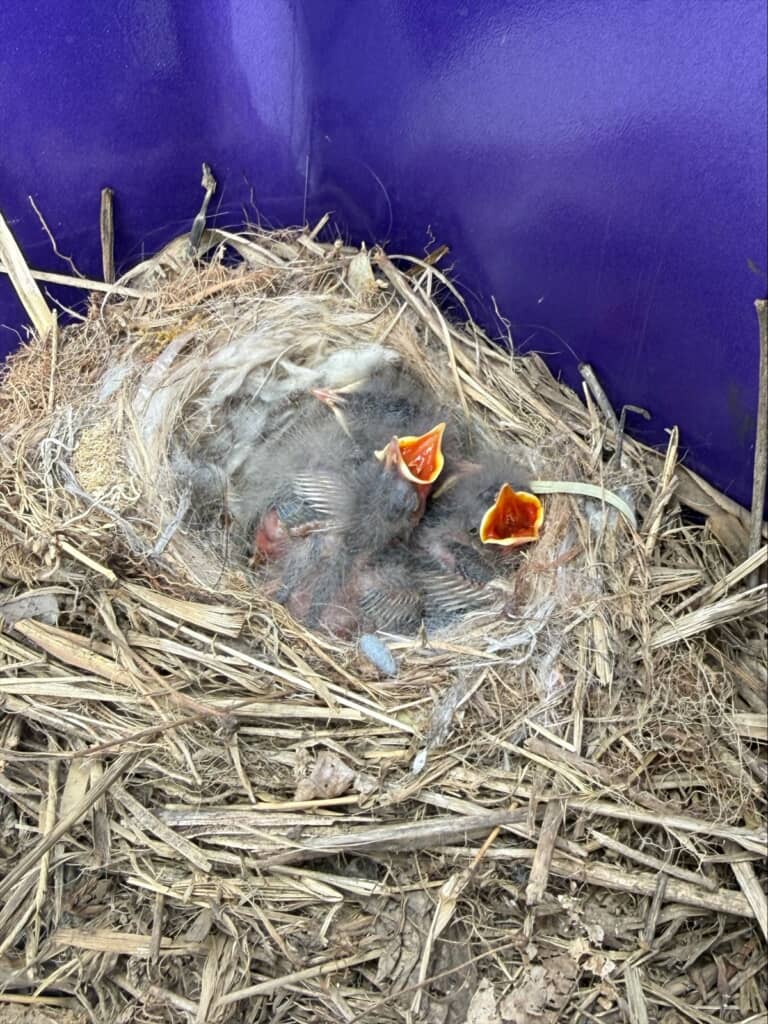 トラックに助手席に作られていた鳥の巣