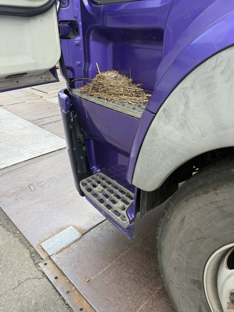 トラックに助手席に作られていた鳥の巣